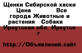 Щенки Сибирской хаски › Цена ­ 18 000 - Все города Животные и растения » Собаки   . Иркутская обл.,Иркутск г.